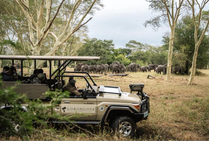 Guests in an open safari vehicle quietly observe a large herd of elephants moving through woodland, illustrating the restored balance and lasting impact in Gorongosa.