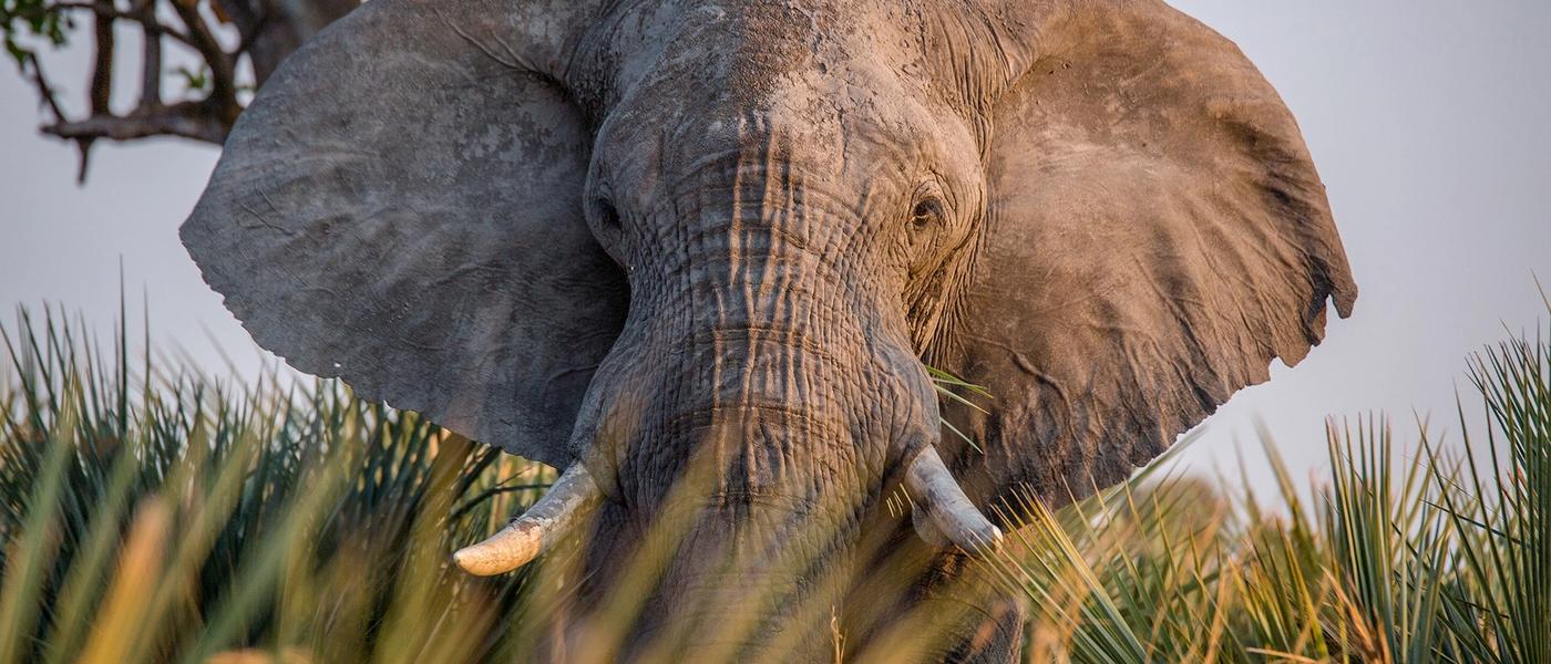 Conservation in Botswana: Leaving a Legacy