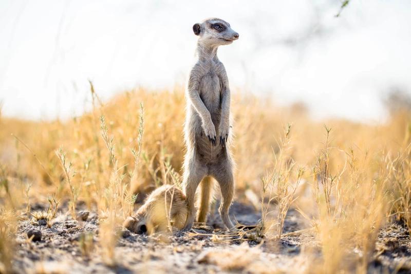A meerkat stands upright on sandy ground, keeping watch while another forages nearby