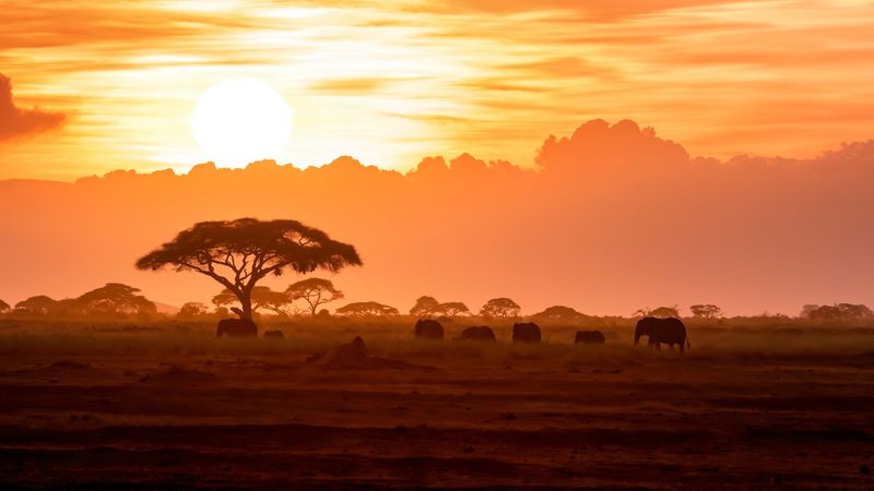 Elephants move across an open plain at sunrise, silhouetted against an amber sky during African travel in June and July