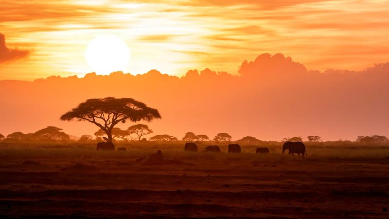 Elephants move across an open plain at sunrise, silhouetted against an amber sky during African travel in June and July
