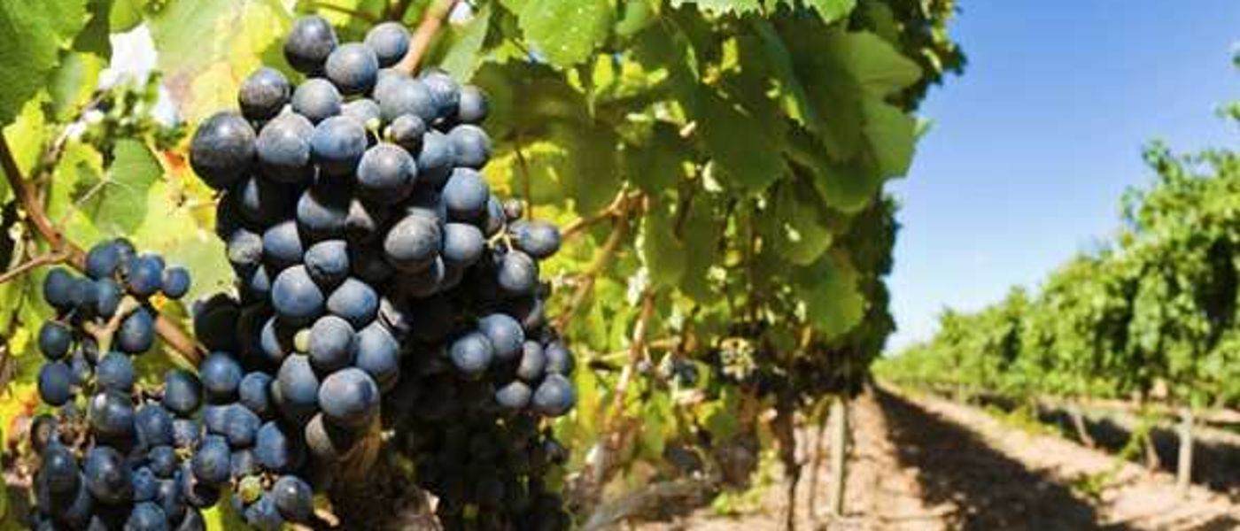 A Bit of Varietal: Part Two