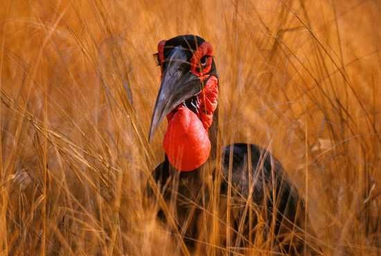 Southern Ground Hornbill