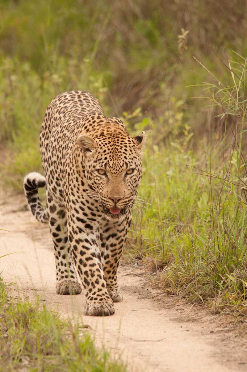 Leopard - Panthera pardus
