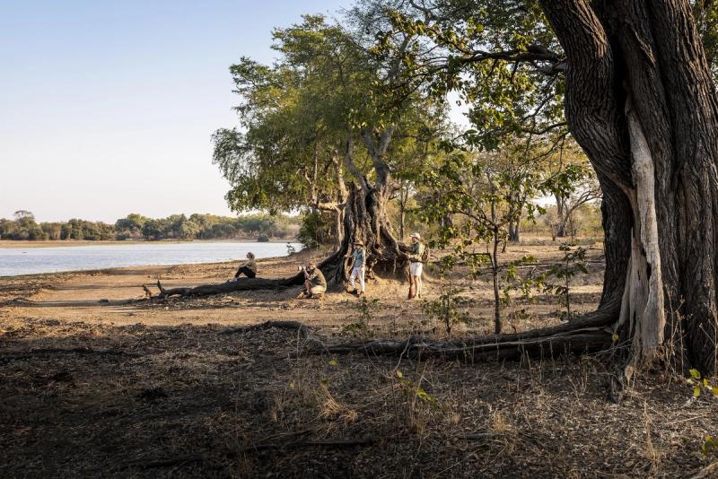 Walking safari in South Luangwa National Park during a Zambia safari