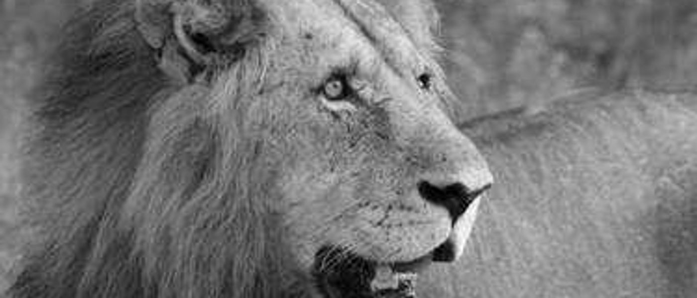 Sabi Sands Kruger Safari