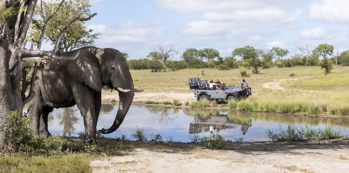 What Makes Silvan's Elephants So Special: Silvan Safari Blog