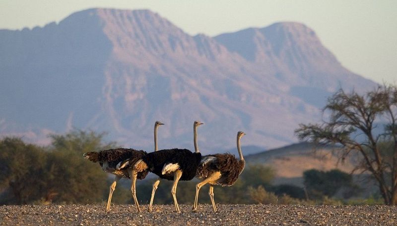Strauße auf Safari in Namibia