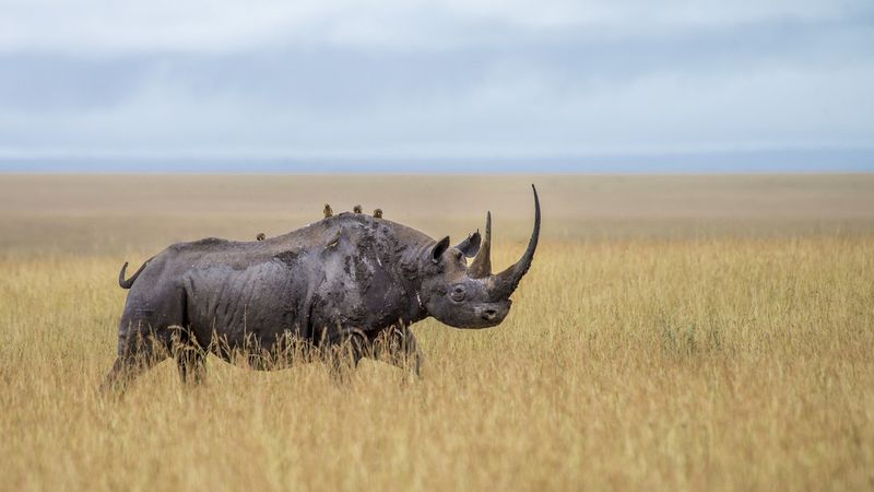 Nashorn mit Vögeln in der Savanne
