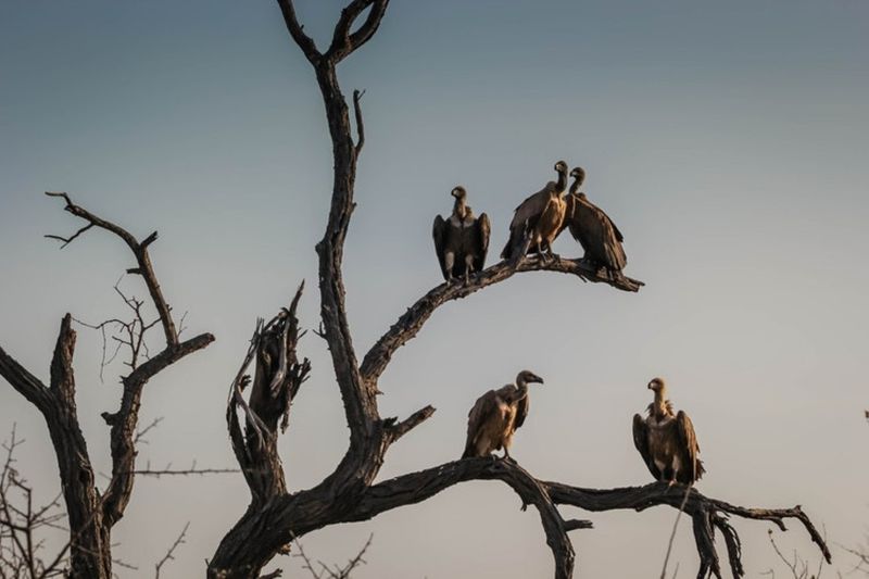 Geier sitzen auf Baum