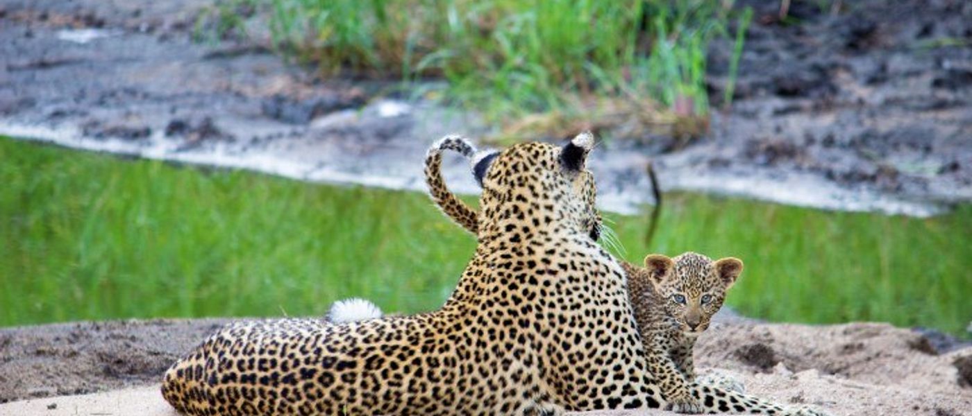 Krüger Nationalpark Safari: 24 Stunden im Busch