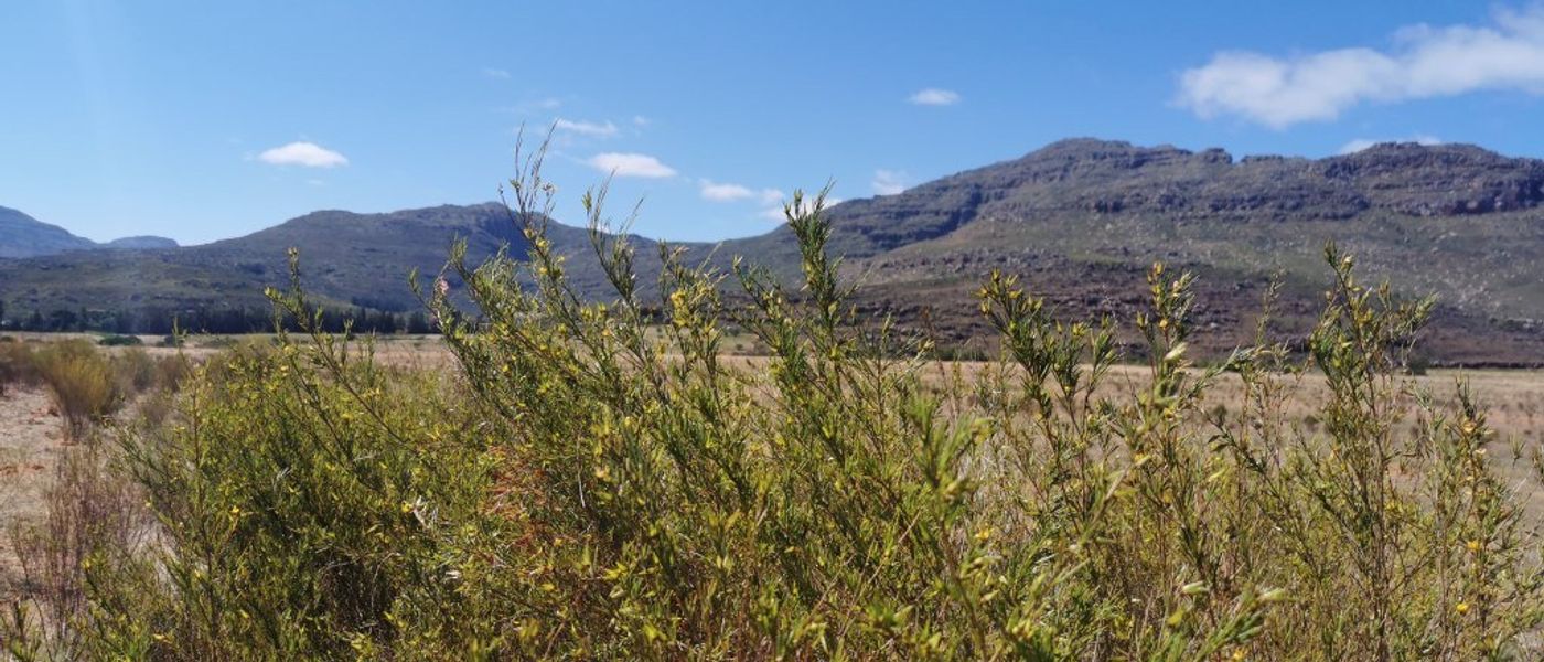 Les meilleures activités dans le Cederberg