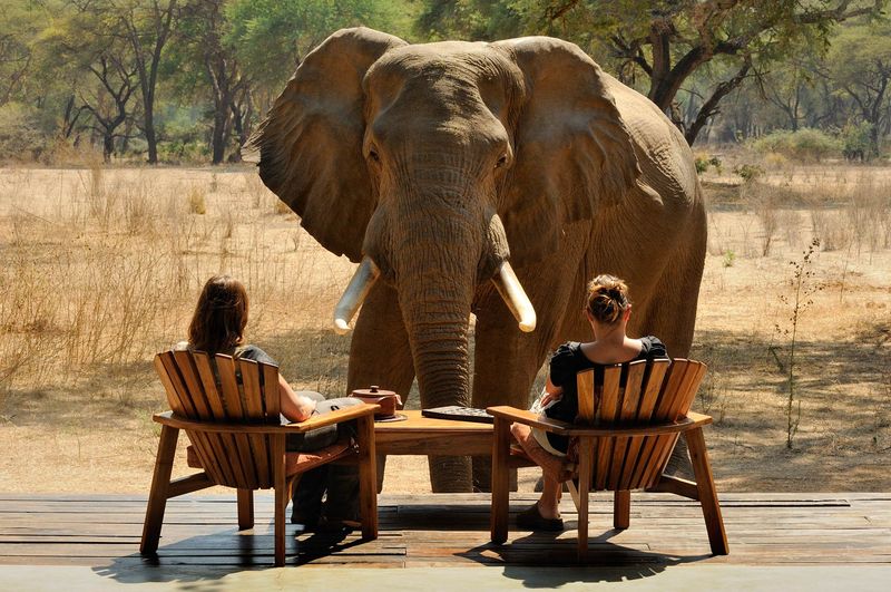 Elephant in front of two people at Old Mondoro Lodge (Photo by Marsel van Oosten)