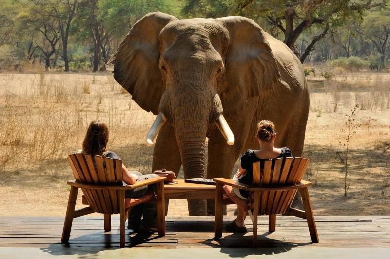 Elephant in front of two people at Old Mondoro Lodge (Photo by Marsel van Oosten)