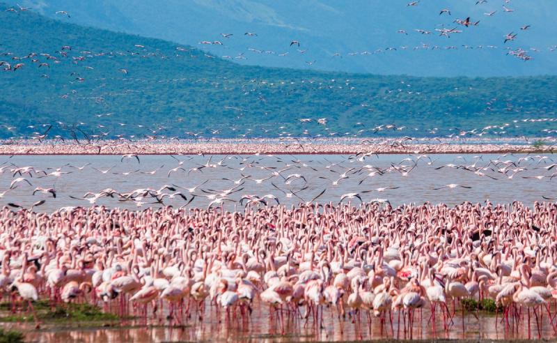 A mass of flamingos lifts off from a shallow lake in Kenya, showing how safari seasons shape wildlife experiences in every corner of the continent.