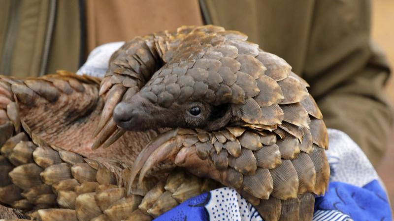 A rescued pangolin curls gently in a carer’s hands during a Gorongosa safari.