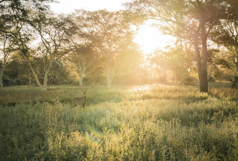 A lone waterbuck stands in dappled sunlight among trees and tall grass in Gorongosa, with early morning light filtering through the woodland.