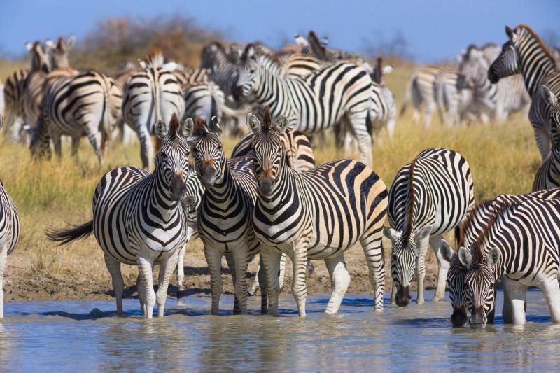 Die Zebra-Migration in den Makgadikgadi Pans