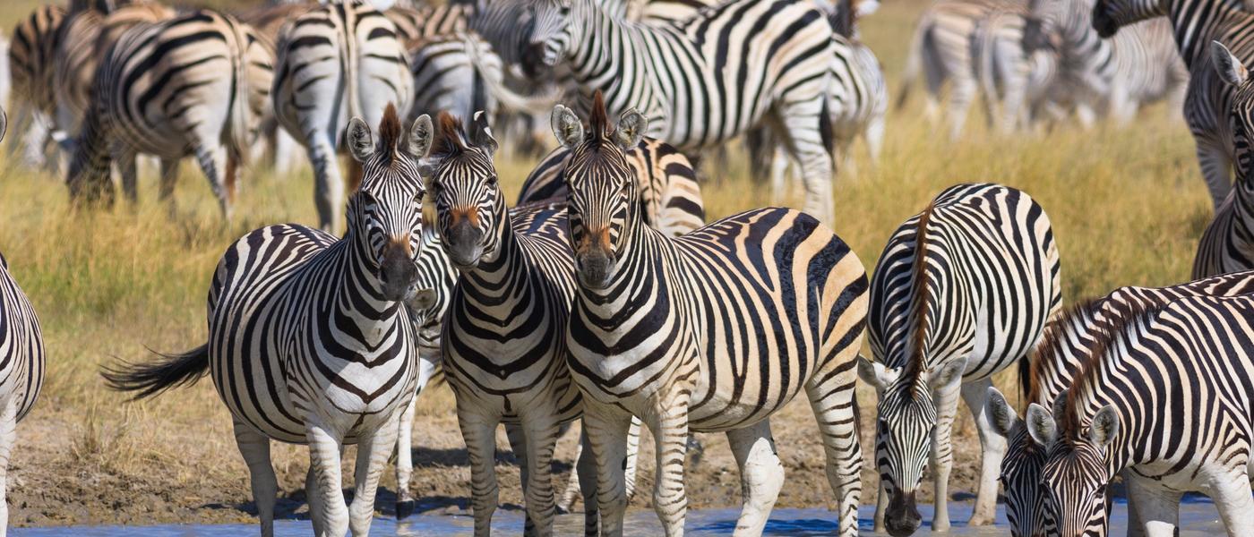 African Travel in January: Where to Go