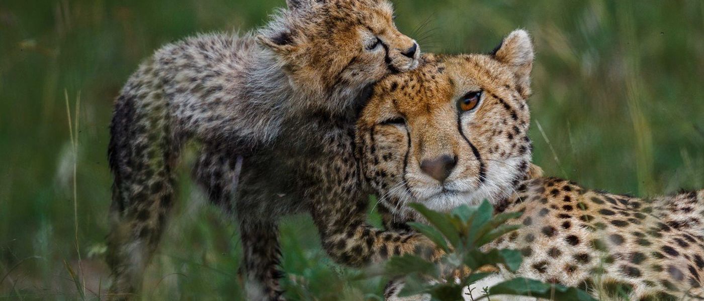 Start von Africa’s Photographer of the Year 2021