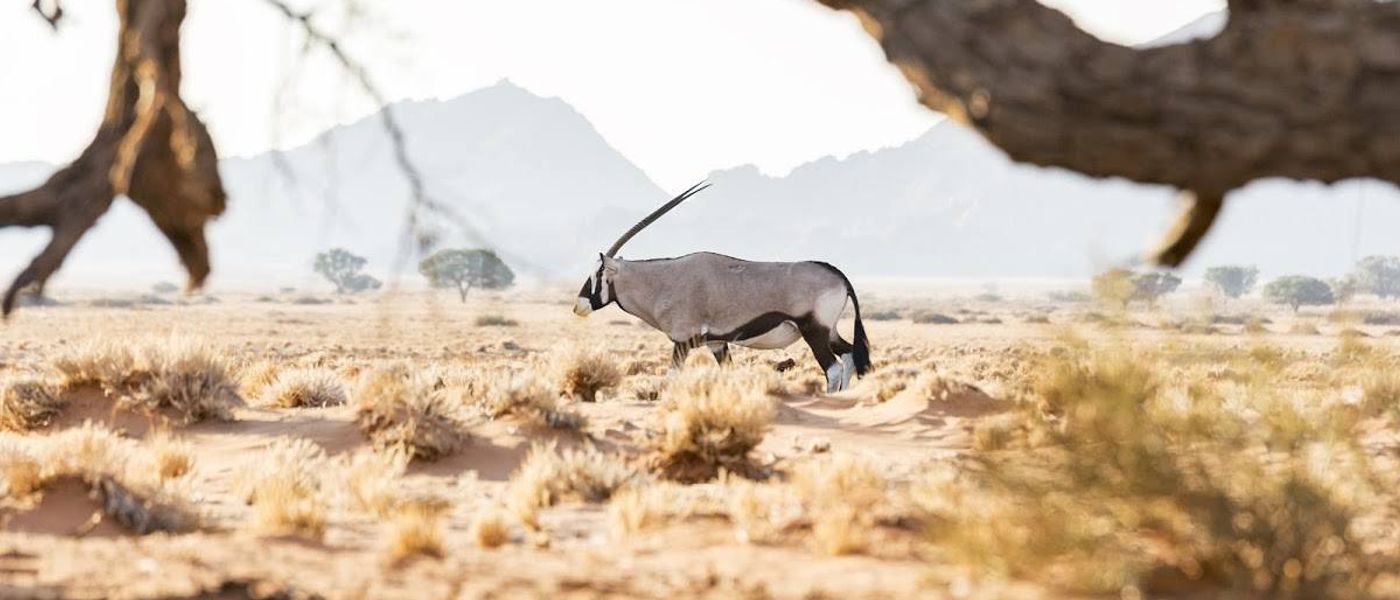 Amazing Facts about the 5 Desert-Adapted Animals of Namibia