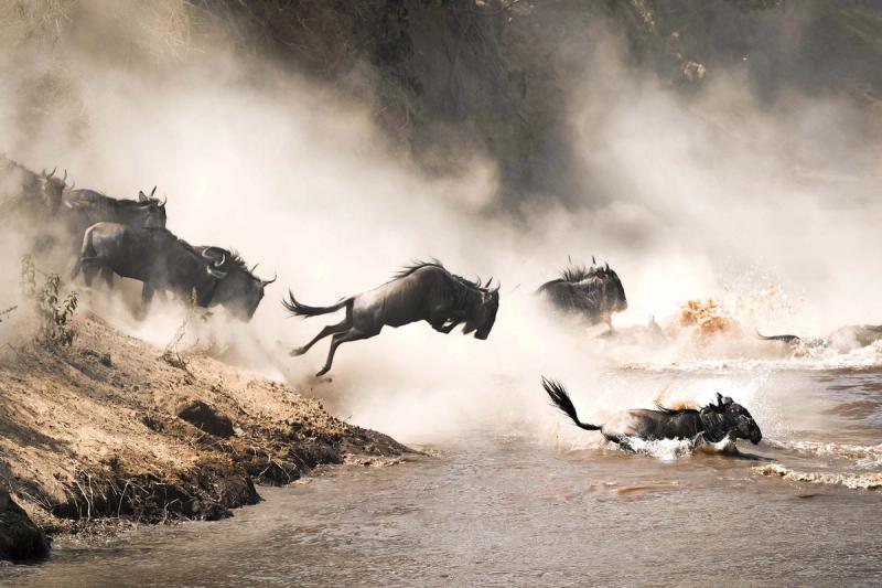 Wildebeest launch themselves into the Mara River in a chaotic surge, a defining moment in East Africa’s safari seasons