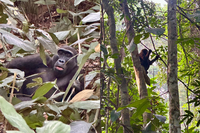 Primates in Congo