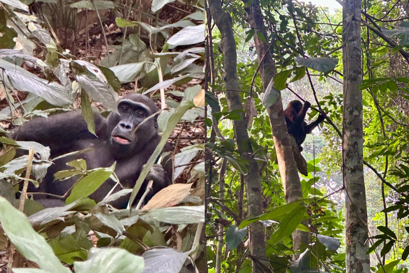 Primates in Congo