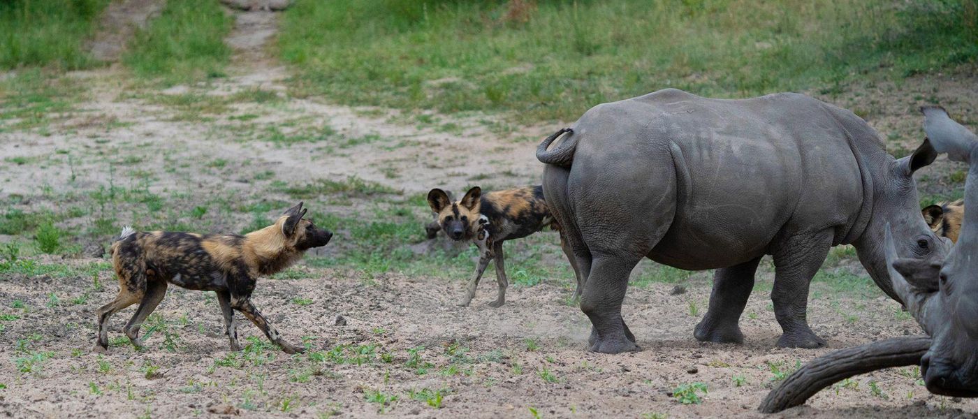 Silvan Safari Blog: Rhinos vs Wild Dogs
