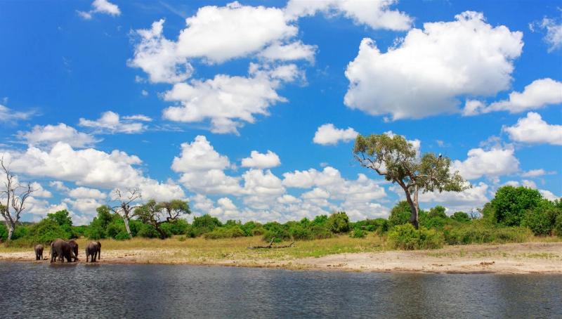 Un groupe d'éléphants se rafraîchissant au bord de la rivière Chobe en Namibie