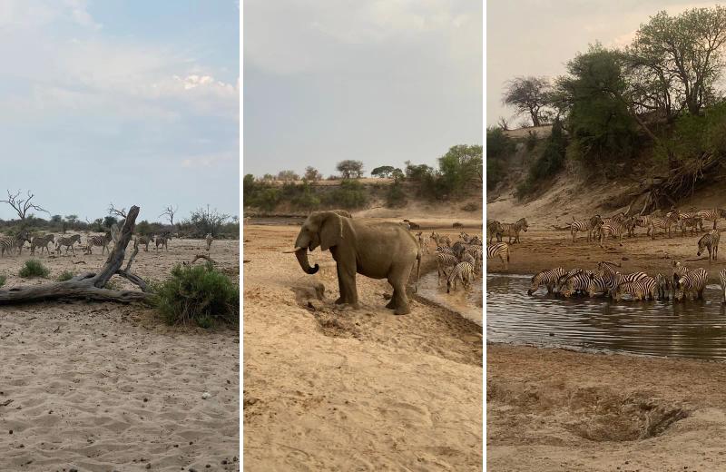 Elephant and zebra gathered around a waterhole in Botswana's Makgadikgadi Pans.