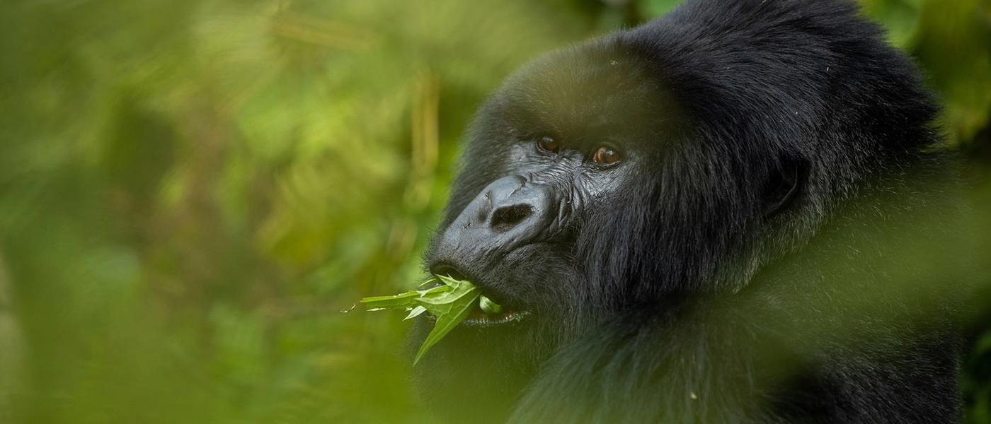A Rwanda Safari at Close Range