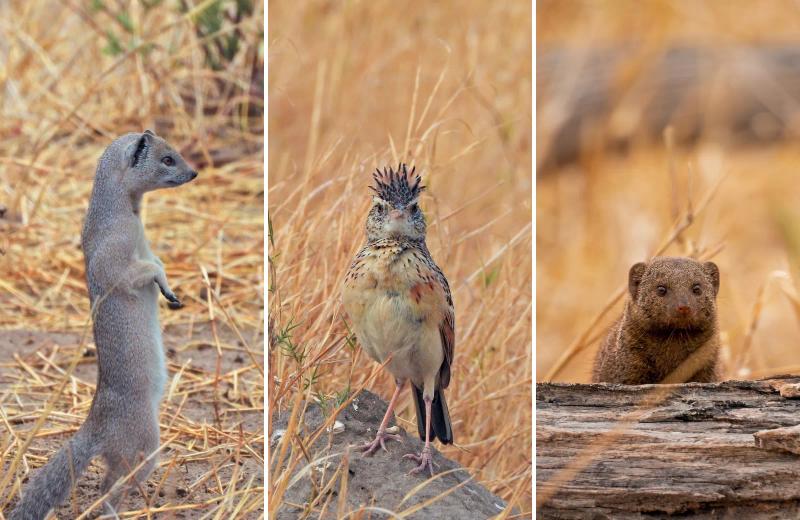 Collage featuring a slender mongoose, crested lark and dwarf mongoose in Botswana's Okavango Delta.