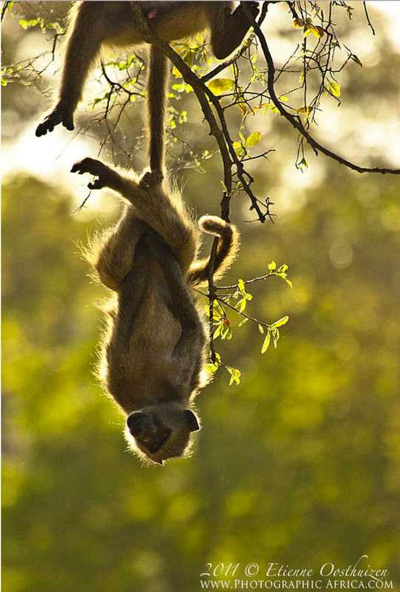 Monkey days