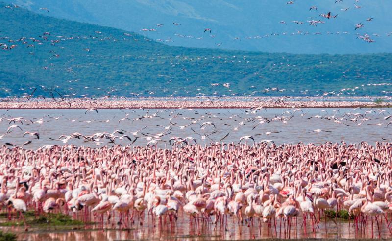 Unzählige pinke Flamingos im blauen Lake Nakuru