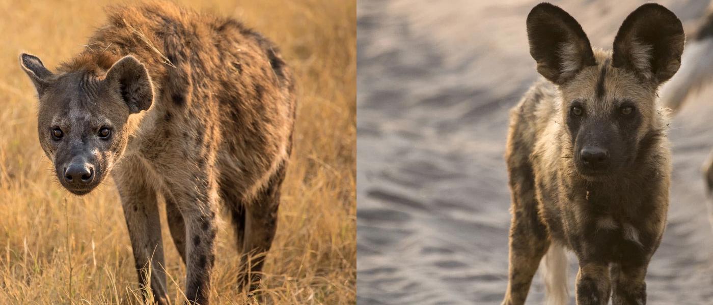 Hyena vs. Wild Dog | How Different Are They Really?