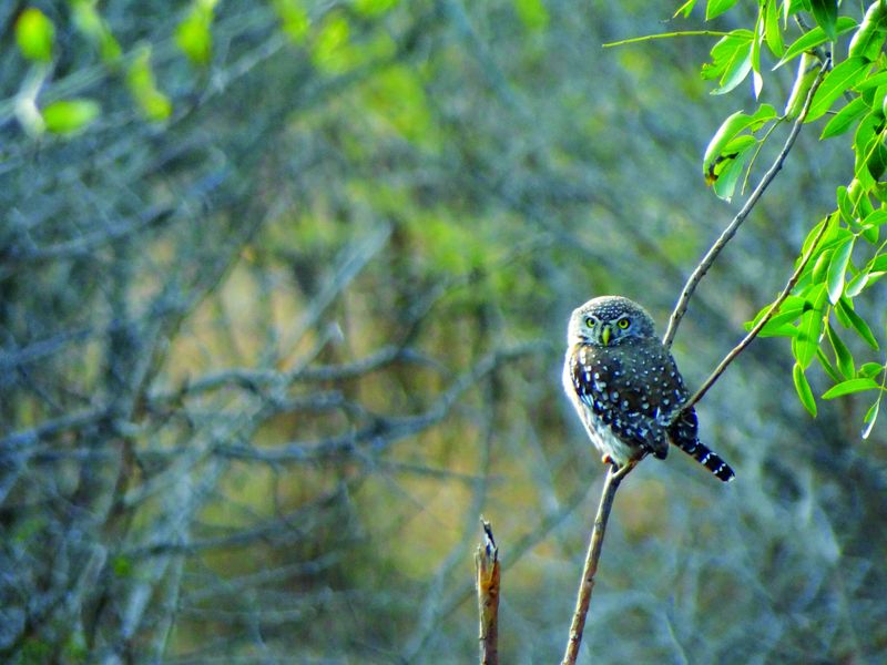 A pearl-spotted owl
