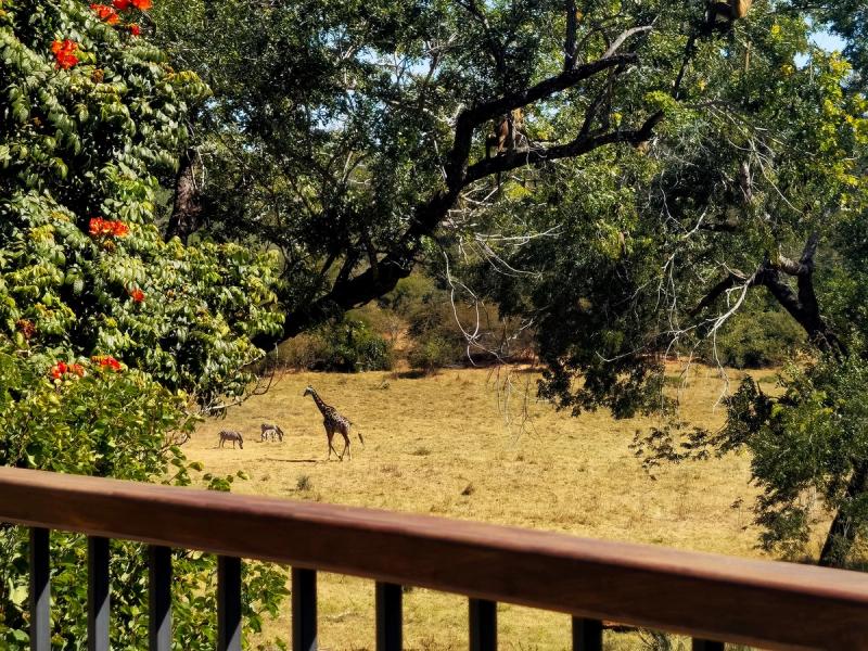 See wildlife from the balcony at Stanley & Livingstone