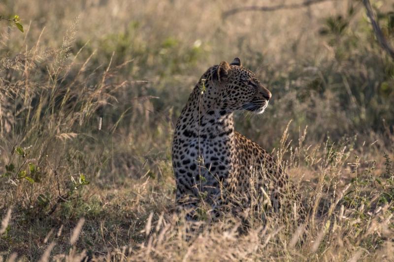 Sabi Sand es conocida por su rica población de leopardos.