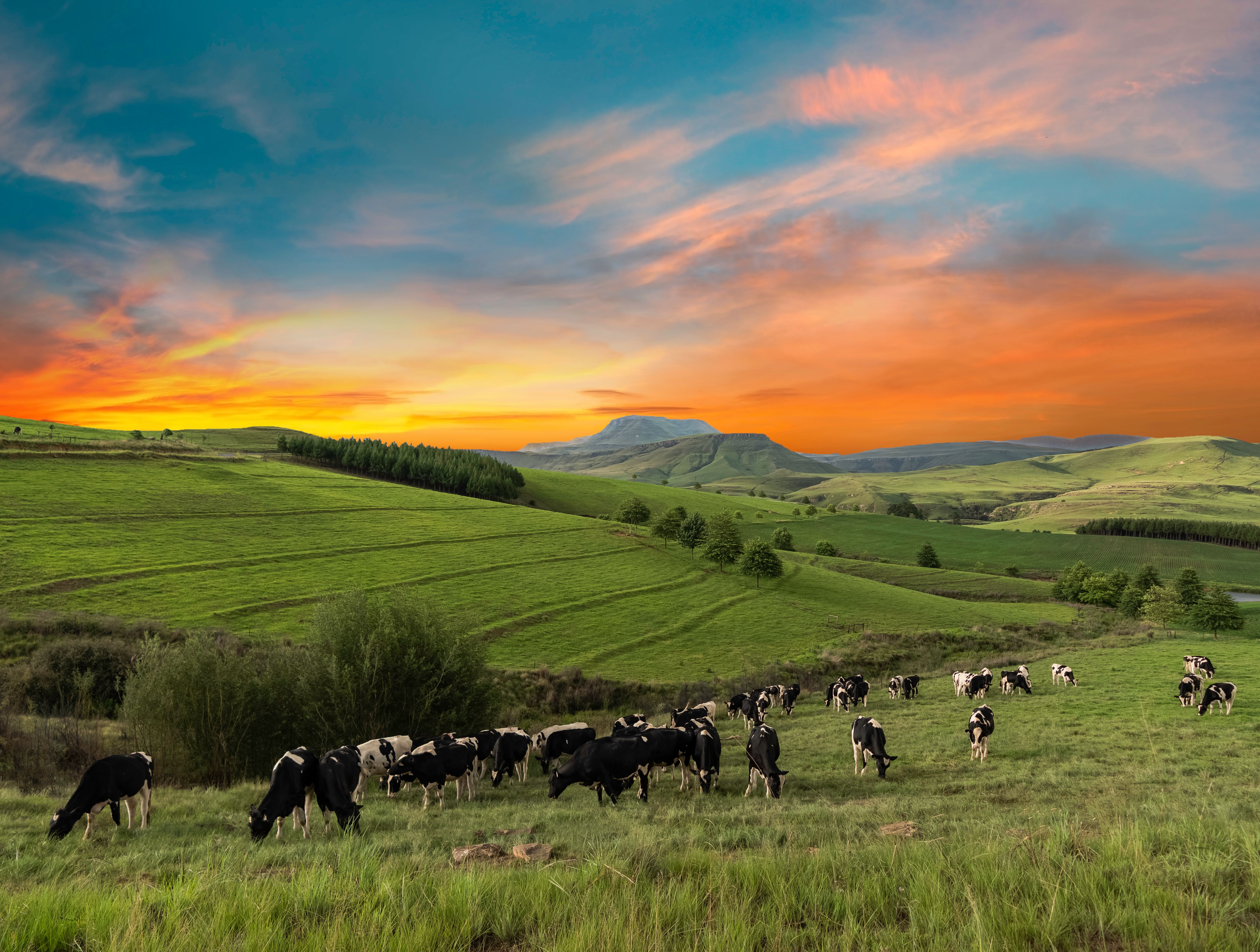 Ihr KwaZulu-Natal Reiseguide