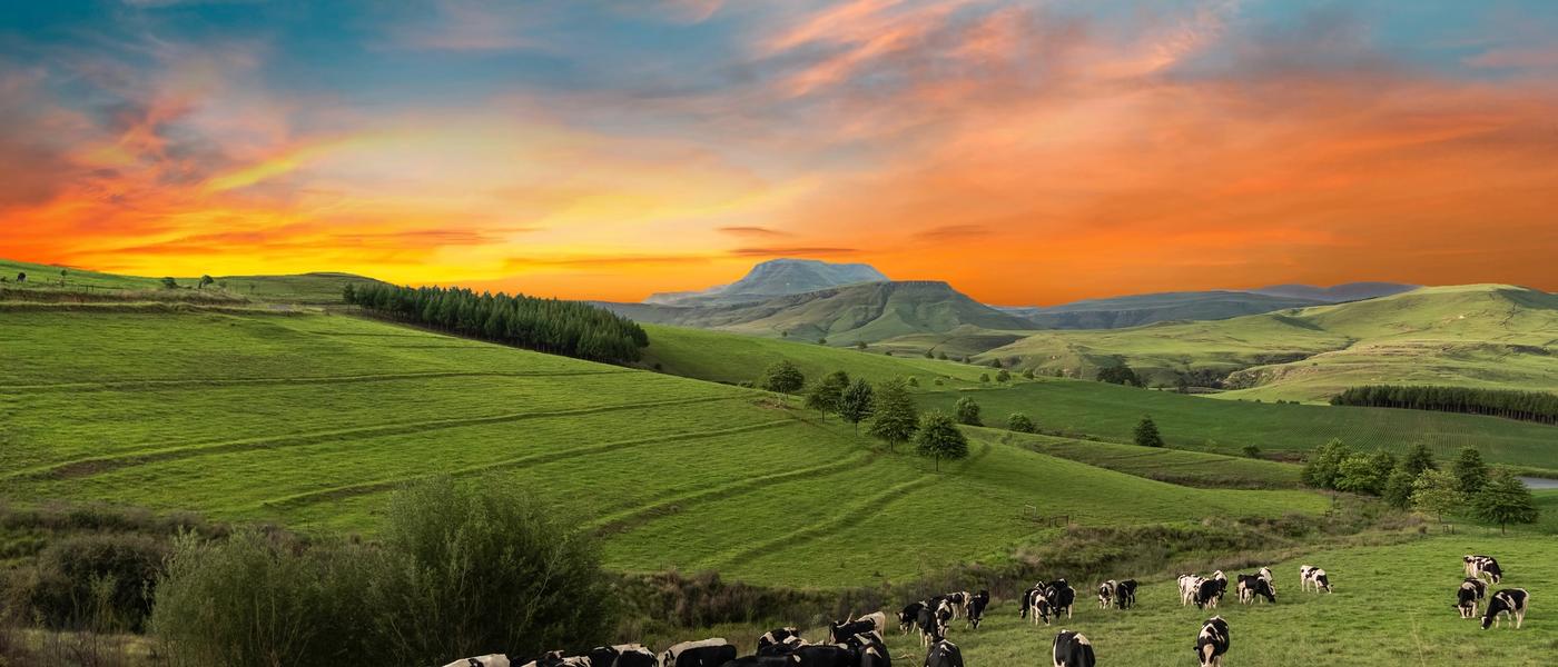 Ihr KwaZulu-Natal Reiseguide