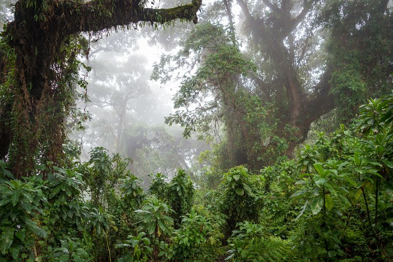 The forest in Volcanoes National Park, one of the best East Africa safari destinations
