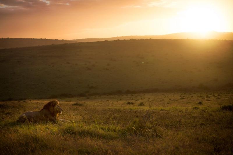A lion savours the African sun