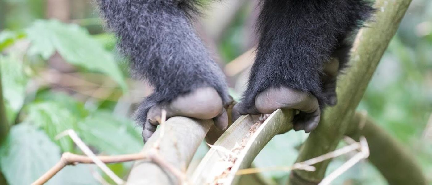 Gorilla-Trekking in Ruanda: Alle Infos