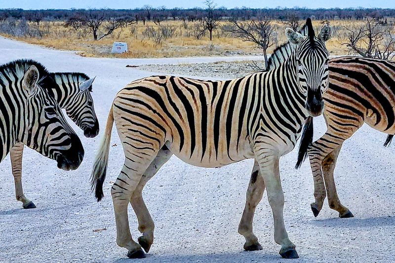 Zebras versperren die Straße im Etosha Nationalpark