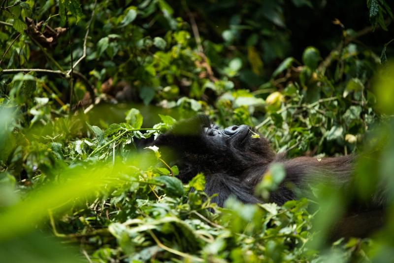 A gorilla gazes upwards in the Rwandan forest, one of the best destinations to visit in East Africa