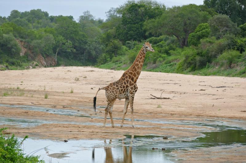Männliche Giraffe an einem Flussbett im Krüger Nationalpark