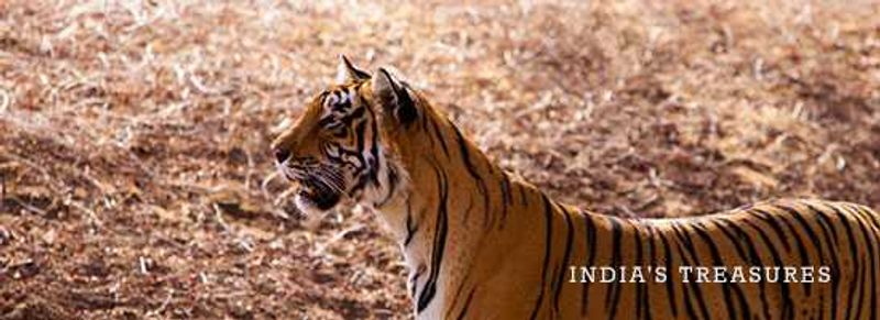 India's-Treasures
