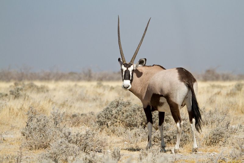Oryx in Etosha National Park in Namibia