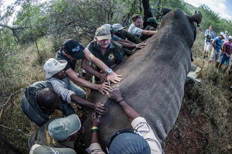 Rhino operation by Wildlife ACT